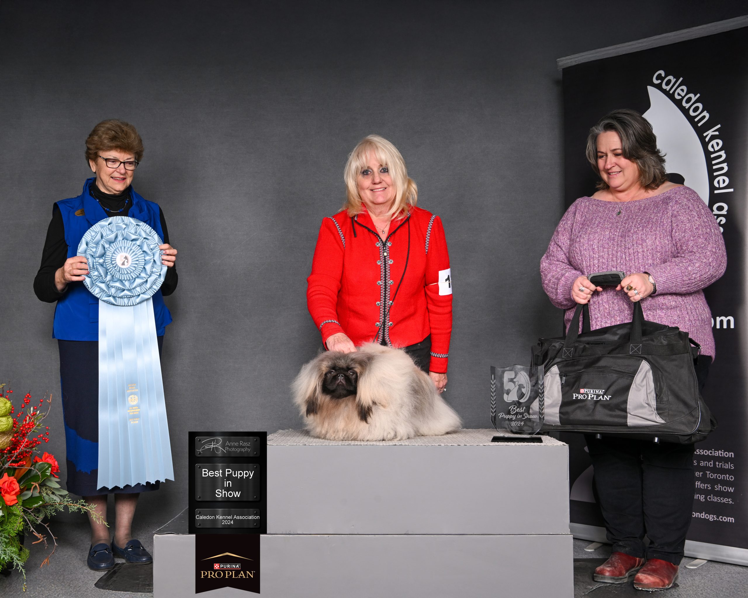 BEST PUPPY IN SHOW 2024-11-29 Judge Rosemary Sherman Pekingese CH Diaquiris Sno-Pek Purple Rain