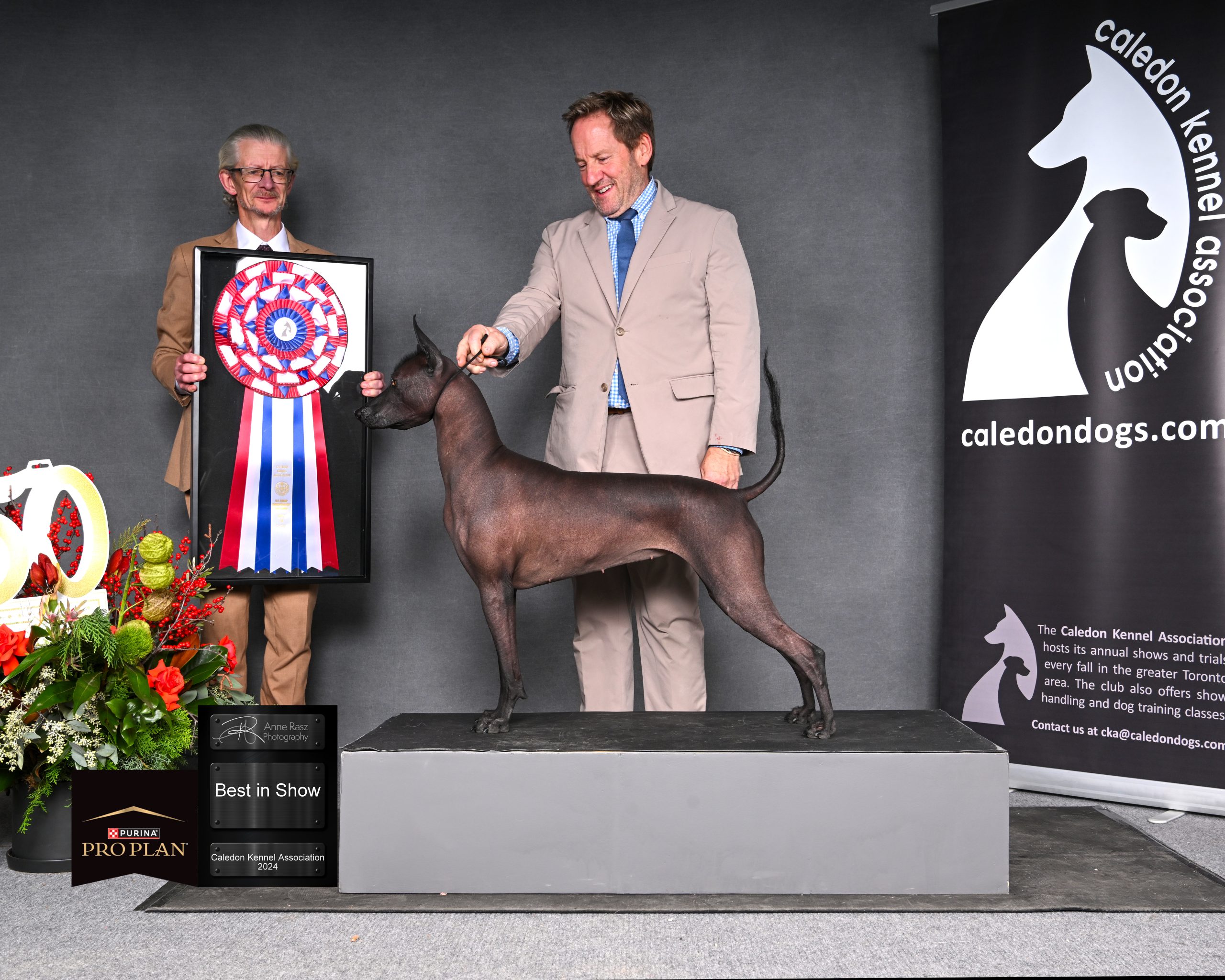 BEST IN SHOW 2024-11-30 Judge Colm Beattie Xoloitzcuintli (Standard) GCHX Negra Consentita