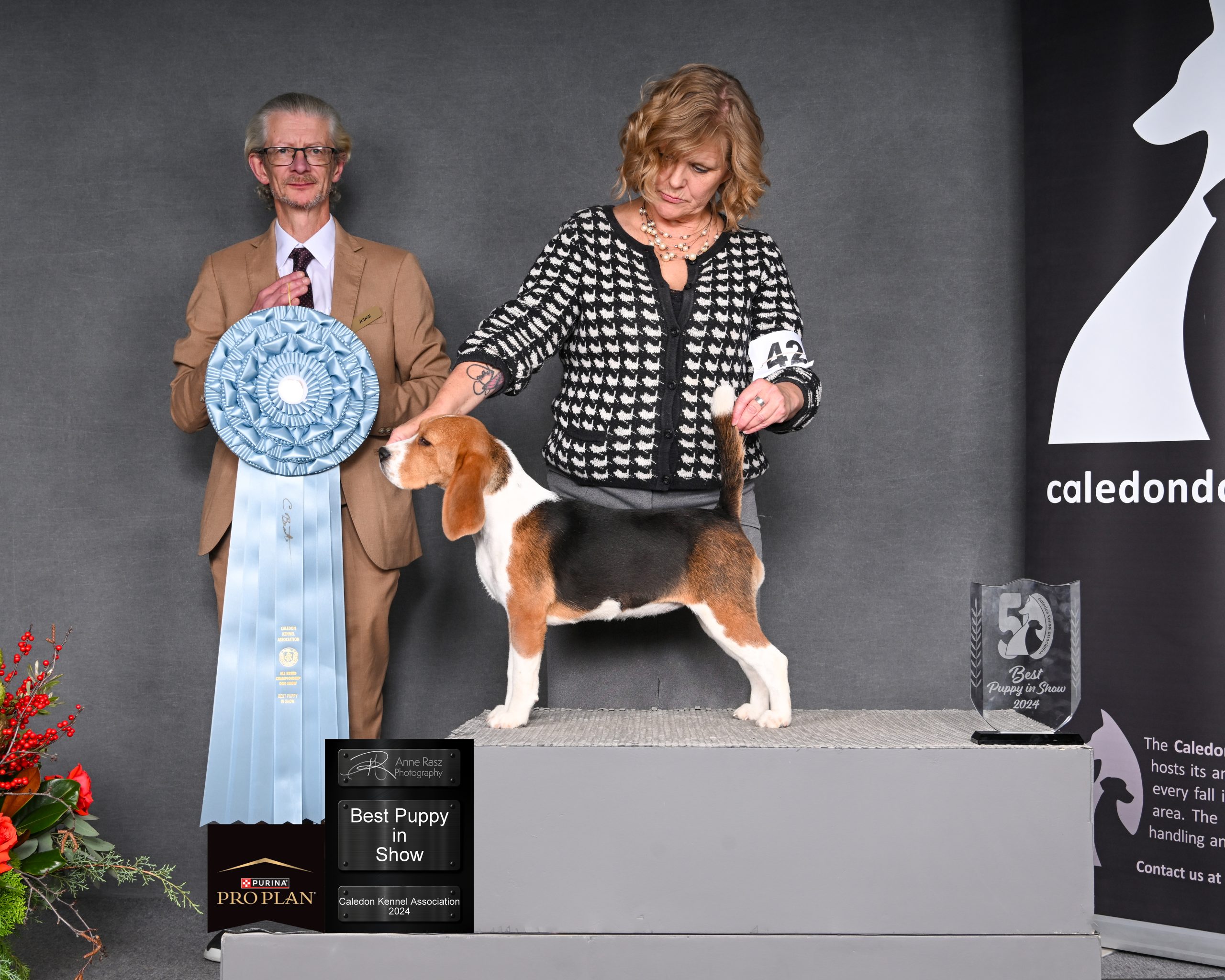 BEST PUPPY IN SHOW 2024-11-30 Judge Colm Beattie Beagle CH Trajam Muckross As You Wish