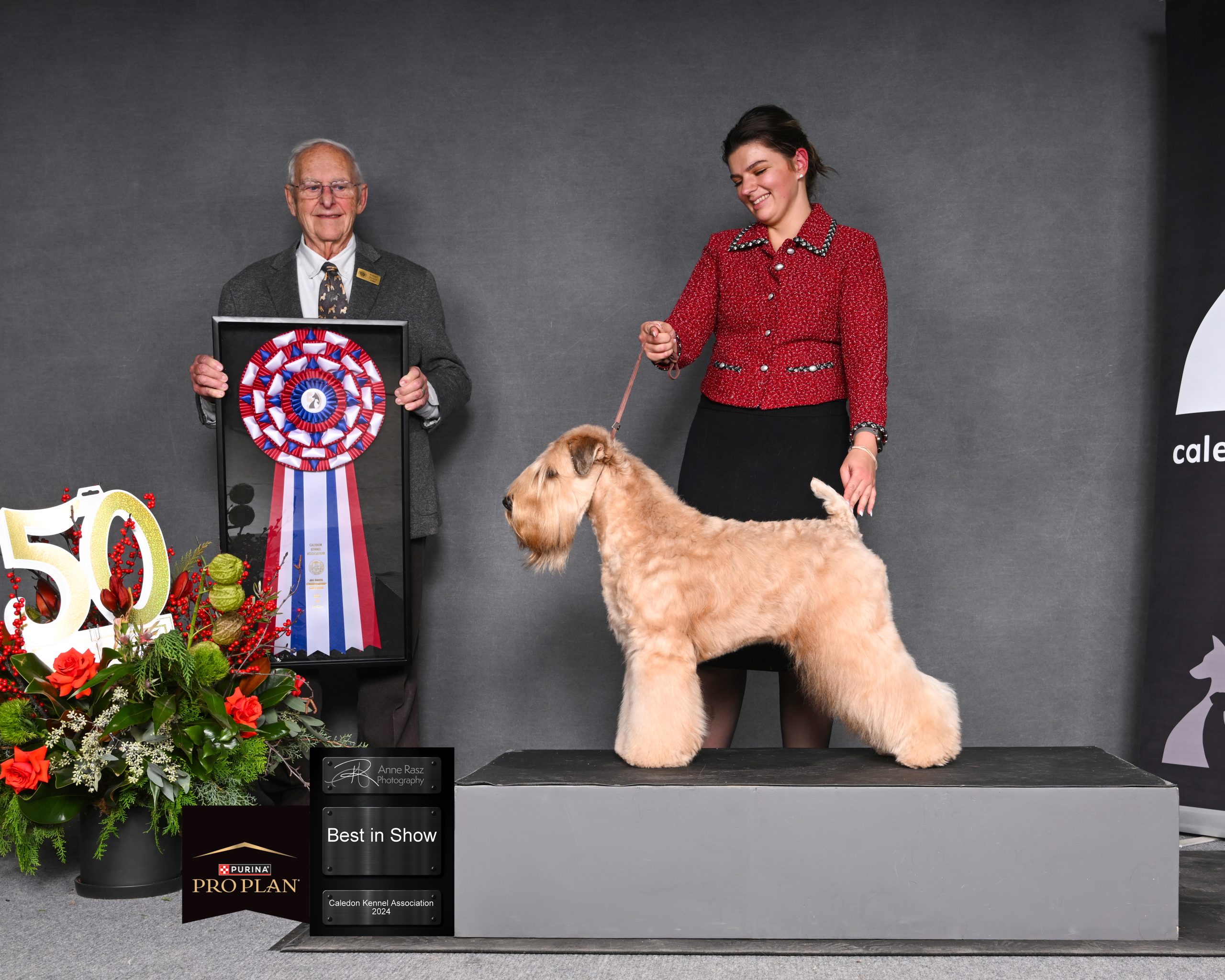 BEST IN SHOW 2024-12-01 Judge Bob Shreve Soft Coated Wheaten Terrier GCHG Keepsake's Fashion Icon