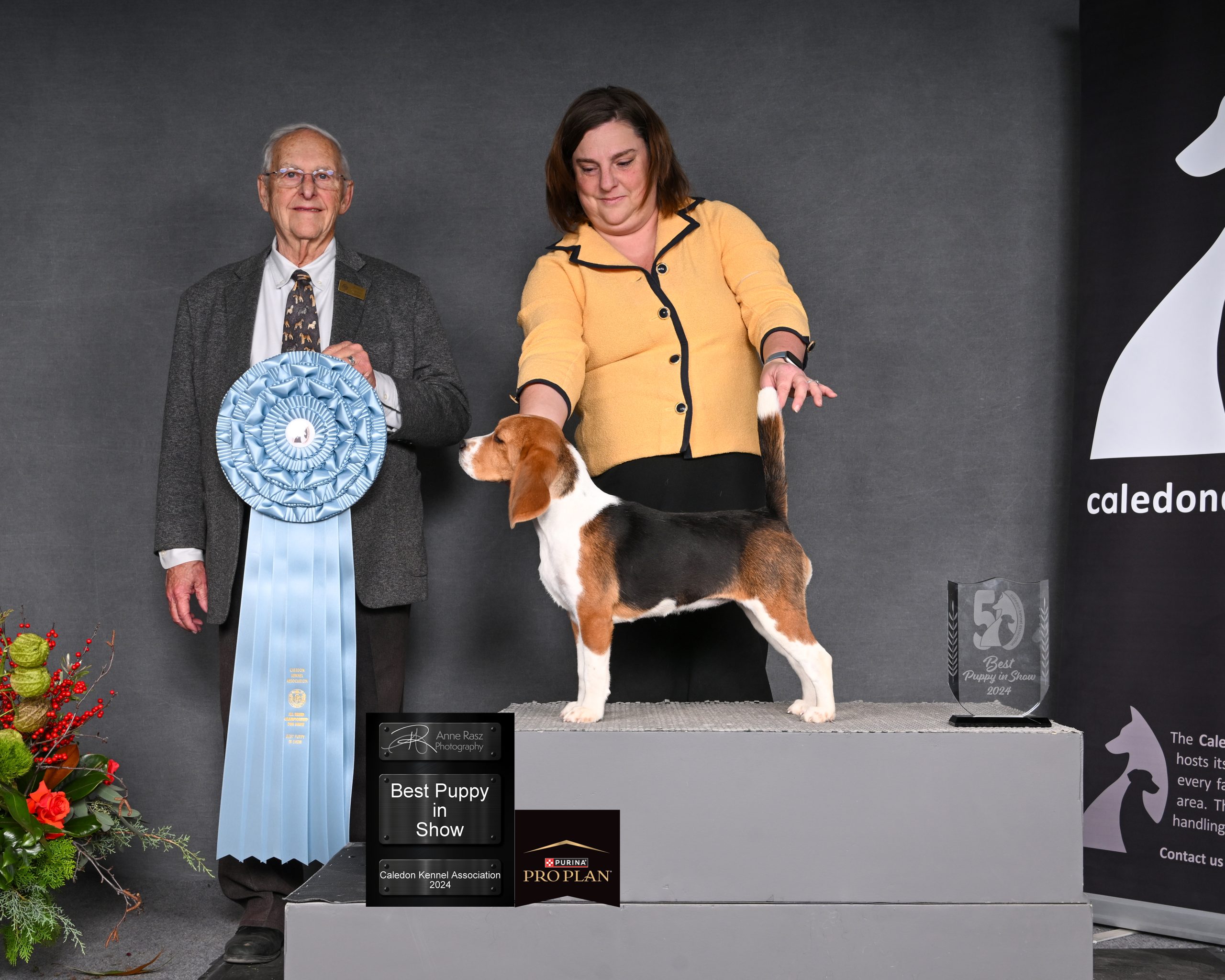BEST PUPPY IN SHOW 2024-12-01 Judge Bob Shreve Beagle CH Trajam Muckross As You Wish
